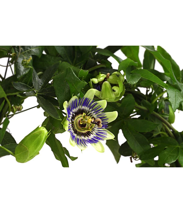 Blaue Passionsblume 2 Blaue Passionsblume – Bild 2