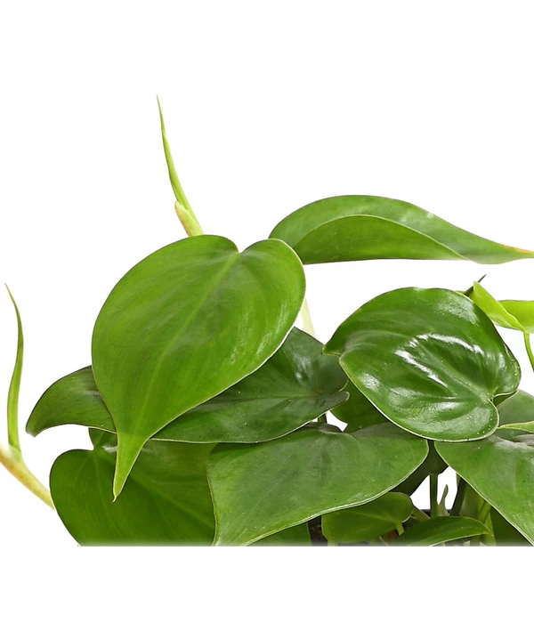 Baumfreund - Philodendron Scandens 2 Baumfreund - Philodendron Scandens – Bild 2