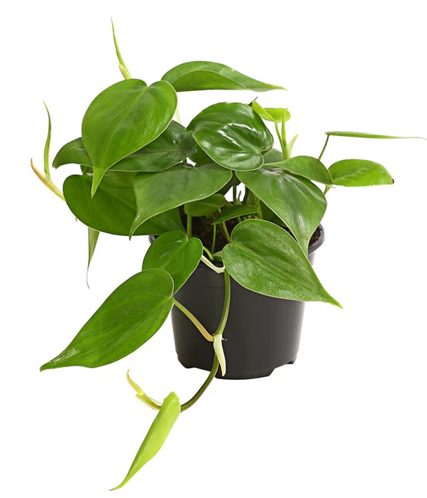Baumfreund - Philodendron Scandens 1 Baumfreund - Philodendron Scandens