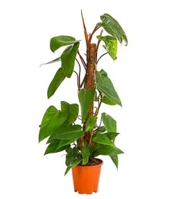 Baumfreund - Philodendron 'Red Emerald'