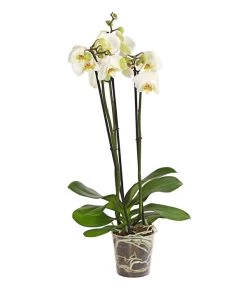 Schmetterlingsorchidee - Phalaenopsis Cultivars