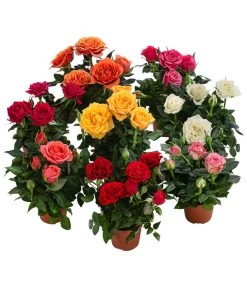 Topfrose - Rosa Chinensis, Verschiedene Sorten