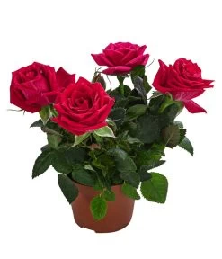 Topfrose - Rosa Chinensis, Verschiedene Sorten 19 Topfrose - Rosa Chinensis, Verschiedene Sorten -Gartenpflanzen Verkauf 8265357 WE FS 009 RosenMixMini