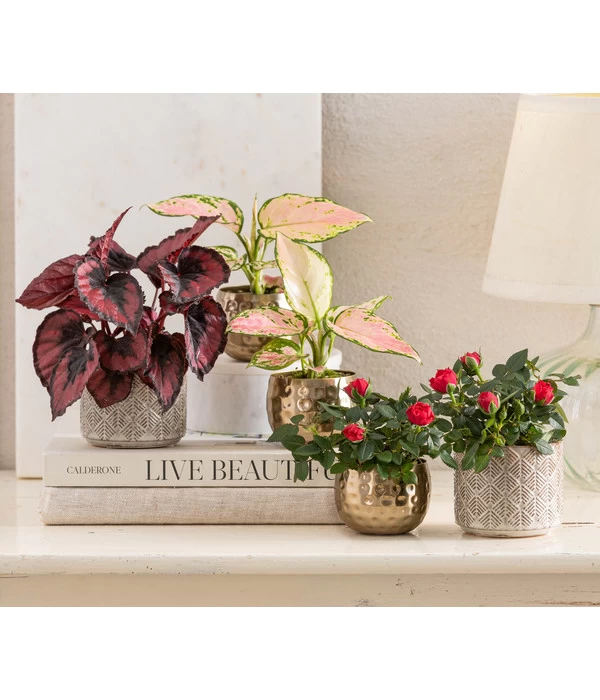 Topfrose - Rosa Chinensis, Verschiedene Sorten 11 Topfrose - Rosa Chinensis, Verschiedene Sorten – Bild 11