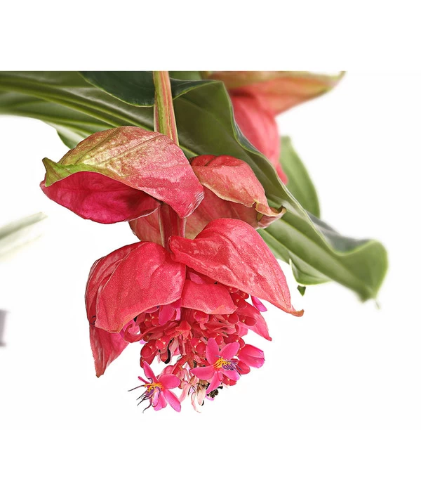 Medinille - Medinilla Magnifica 'Vino Rosso' 2 Medinille - Medinilla Magnifica 'Vino Rosso' – Bild 2