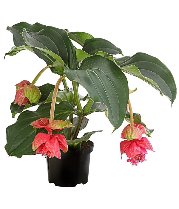 Medinille - Medinilla Magnifica 'Vino Rosso' 1 Medinille - Medinilla Magnifica 'Vino Rosso'