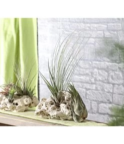 XXL Tillandsien-Set - Tillandsia Hybride, 3-teilig -Gartenpflanzen Verkauf 8270324 WE MO 001 TillandsienXXL3erSetDehnerExpressHerzig