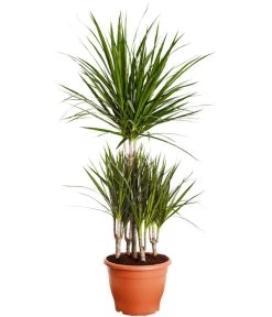 Drachenbaum - Dracaena Marginata, Karussell
