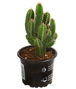 Felsenkaktus - Cereus Repandus/Cereus Peruvianus