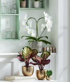 Dehner Beton-Übertopf Nola, Rund, Grau-kupfer -Gartenpflanzen Verkauf 8280505 WE MO 001 PhalaenopsisHerzT12