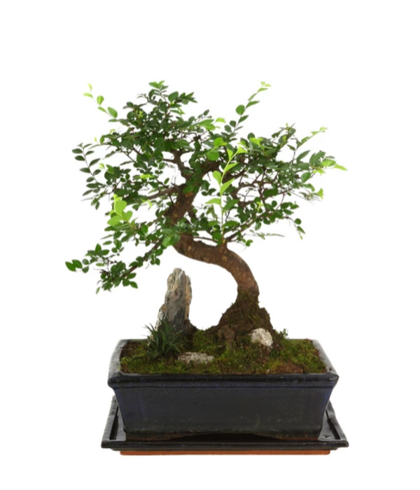 Bonsai Mit Fels In Keramik 1 Bonsai Mit Fels In Keramik