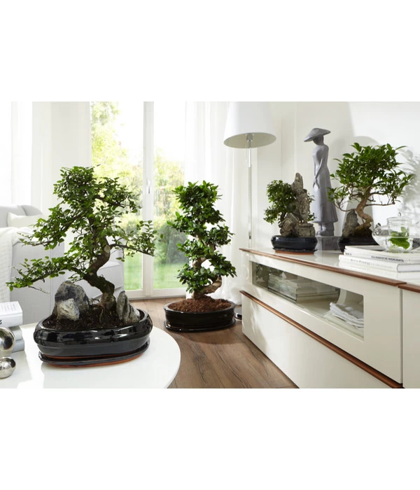 Bonsai Mit Fels In Keramik 2 Bonsai Mit Fels In Keramik – Bild 2