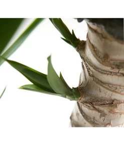 Yucca-Palme - Yucca Elephantipes -Gartenpflanzen Verkauf 8287039 WE DE 021 YuccaDehnerGedrehtEW