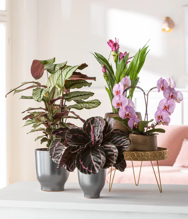 Korbmarante - Calathea Roseopicta 'Medallion' 2 Korbmarante - Calathea Roseopicta 'Medallion' – Bild 2