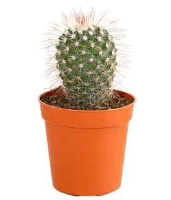 Kaktus - Cactaceae, Verschiedene Sorten -Gartenpflanzen Verkauf 8297574 PR FS 003 KakteenMixMiniTorroT6DehnerExpressHerzig