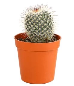 Kaktus - Cactaceae, Verschiedene Sorten -Gartenpflanzen Verkauf 8297574 PR FS 006 KakteenMixMiniTorroT6DehnerExpressHerzig