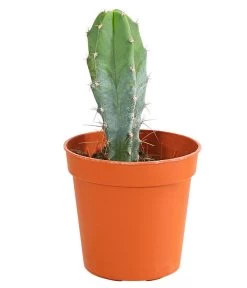 Kaktus - Cactaceae, Verschiedene Sorten -Gartenpflanzen Verkauf 8297574 PR FS 007 KakteenMixMiniTorroT6DehnerExpressHerzig