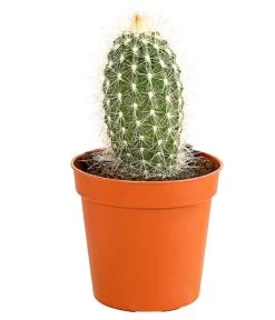 Kaktus - Cactaceae, Verschiedene Sorten -Gartenpflanzen Verkauf 8297574 PR FS 008 KakteenMixMiniTorroT6DehnerExpressHerzig