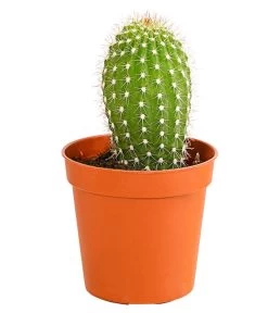 Kaktus - Cactaceae, Verschiedene Sorten -Gartenpflanzen Verkauf 8297574 PR FS 009 KakteenMixMiniTorroT6DehnerExpressHerzig