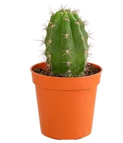 Kaktus - Cactaceae, Verschiedene Sorten -Gartenpflanzen Verkauf 8297574 PR FS 010 KakteenMixMiniTorroT6DehnerExpressHerzig