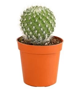 Kaktus - Cactaceae, Verschiedene Sorten -Gartenpflanzen Verkauf 8297574 PR FS 011 KakteenMixMiniTorroT6DehnerExpressHerzig