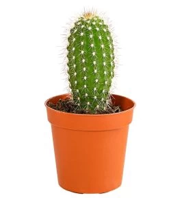 Kaktus - Cactaceae, Verschiedene Sorten -Gartenpflanzen Verkauf 8297574 PR FS 013 KakteenMixMiniTorroT6DehnerExpressHerzig