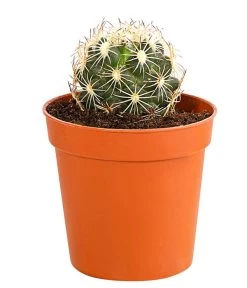 Kaktus - Cactaceae, Verschiedene Sorten -Gartenpflanzen Verkauf 8297574 PR FS 014 KakteenMixMiniTorroT6DehnerExpressHerzig