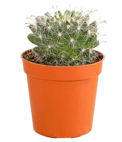Kaktus - Cactaceae, Verschiedene Sorten -Gartenpflanzen Verkauf 8297574 PR FS 015 KakteenMixMiniTorroT6DehnerExpressHerzig