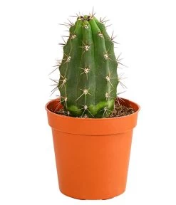 Kaktus - Cactaceae, Verschiedene Sorten -Gartenpflanzen Verkauf 8297574 PR FS 016 KakteenMixMiniTorroT6DehnerExpressHerzig