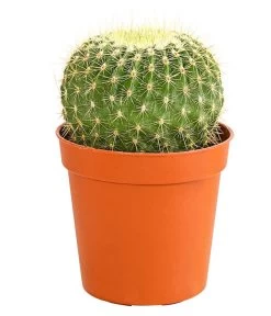 Kaktus - Cactaceae, Verschiedene Sorten -Gartenpflanzen Verkauf 8297574 PR FS 017 KakteenMixMiniTorroT6DehnerExpressHerzig