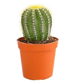 Kaktus - Cactaceae, Verschiedene Sorten -Gartenpflanzen Verkauf 8297574 PR FS 018 KakteenMixMiniTorroT6DehnerExpressHerzig