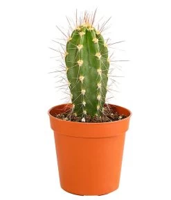 Kaktus - Cactaceae, Verschiedene Sorten -Gartenpflanzen Verkauf 8297574 PR FS 019 KakteenMixMiniTorroT6DehnerExpressHerzig