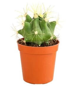 Kaktus - Cactaceae, Verschiedene Sorten -Gartenpflanzen Verkauf 8297574 PR FS 020 KakteenMixMiniTorroT6DehnerExpressHerzig