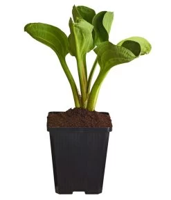 Gartenpflanzen Verkauf -Gartenpflanzen Verkauf 8310229 WE FS 001 FroschloeffelAlismaParvifloraT9DehnerExpressZS