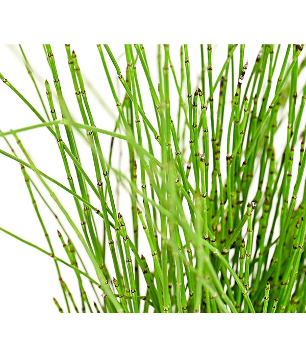 Zwerg-Schachtelhalm 1 Zwerg-Schachtelhalm