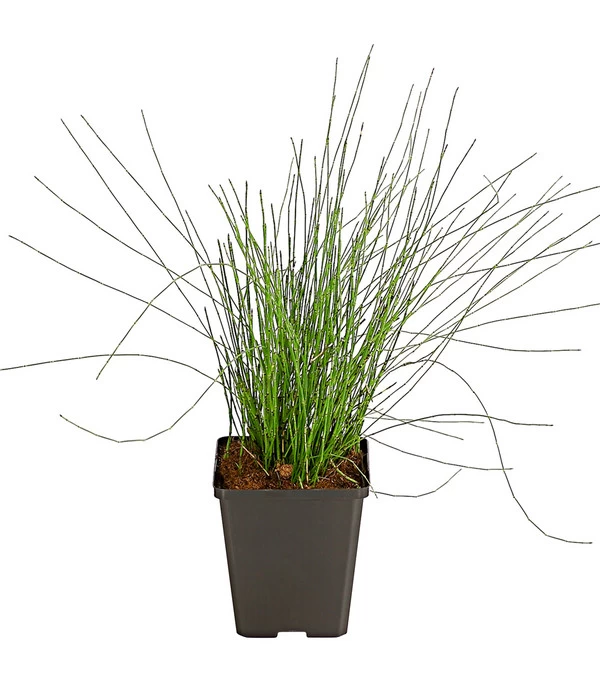 Zwerg-Schachtelhalm 2 Zwerg-Schachtelhalm – Bild 2