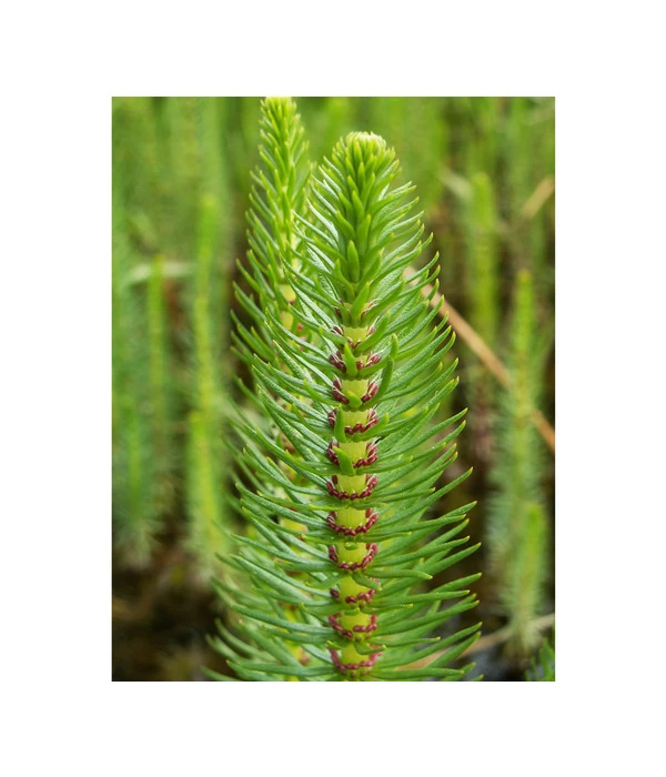 Tannenwedel 1 Tannenwedel