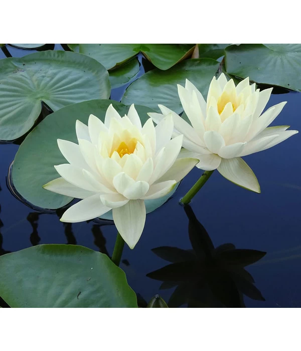 Dehner Seerose 'Gonnere' 1 Dehner Seerose 'Gonnere'