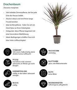 Zimmerpflanzen-Set Drachenhöhle, 4-teilig -Gartenpflanzen Verkauf 8400103 WE IG 001 Drachenbaum