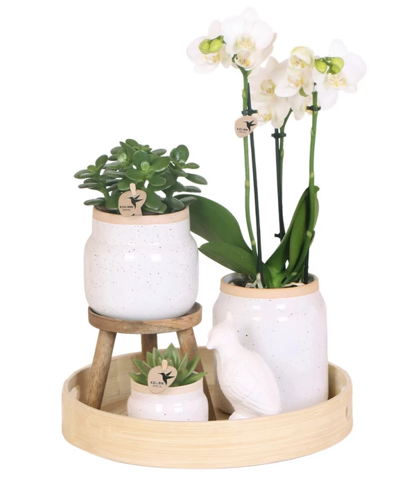 Pflanzen-Arrangement Vintage White, 9-teilig 1 Pflanzen-Arrangement Vintage White, 9-teilig