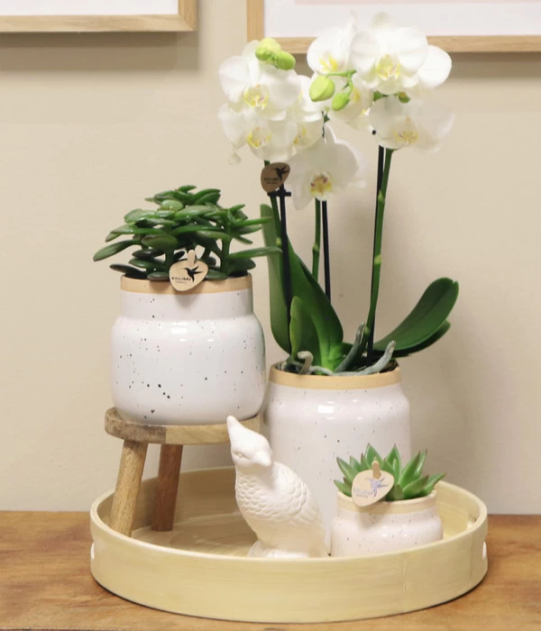 Pflanzen-Arrangement Vintage White, 9-teilig 2 Pflanzen-Arrangement Vintage White, 9-teilig – Bild 2