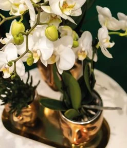 Pflanzen-Arrangement Boutique Chic, 5-teilig 5 Pflanzen-Arrangement Boutique Chic, 5-teilig -Gartenpflanzen Verkauf 8401275 WE MO 002 PflanzensetBoutiqueChic