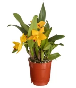 Cattleya-Orchidee - Cattleya Cultivars, Verschiedene Sorten 10 Cattleya-Orchidee - Cattleya Cultivars, Verschiedene Sorten -Gartenpflanzen Verkauf 8403321 PR FS 001 CattleyaHybrideSunriseT12DehnerExpressZS