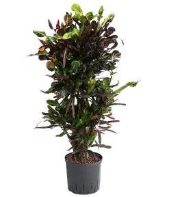 Wunderstrauch 'Mamey', Hydrokultur