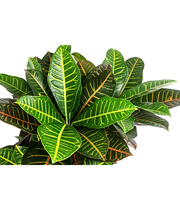 Wunderstrauch - Codiaeum Variegatum 'Petra', Hydrokultur 2 Wunderstrauch - Codiaeum Variegatum 'Petra', Hydrokultur – Bild 2