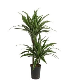 Drachenbaum - Dracaena Deremensis, Hydrokultur