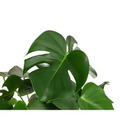 Fensterblatt - Monstera Deliciosa, Hydrokultur -Gartenpflanzen Verkauf 8416802 WE DE 001 MonsteraDeliciosa2erHydroT18 19FensterblattDehnerExpressHerzig