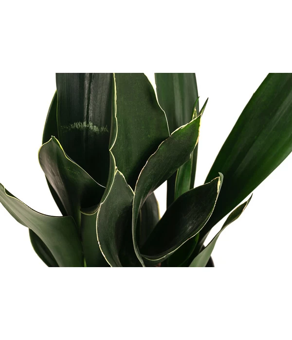 Bogenhanf - Sansevieria Trifasciata 'Black Diamond', Hydrokultur 2 Bogenhanf - Sansevieria Trifasciata 'Black Diamond', Hydrokultur – Bild 2