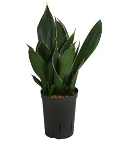 Bogenhanf - Sansevieria Trifasciata 'Black Diamond', Hydrokultur