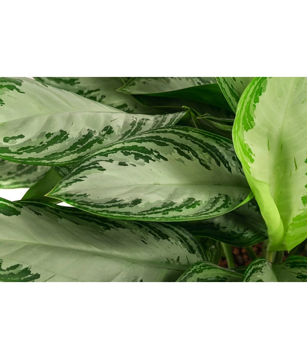 Kolbenfaden - Aglaonema 'Silverbay', Hydrokultur 5 Kolbenfaden - Aglaonema 'Silverbay', Hydrokultur – Bild 5